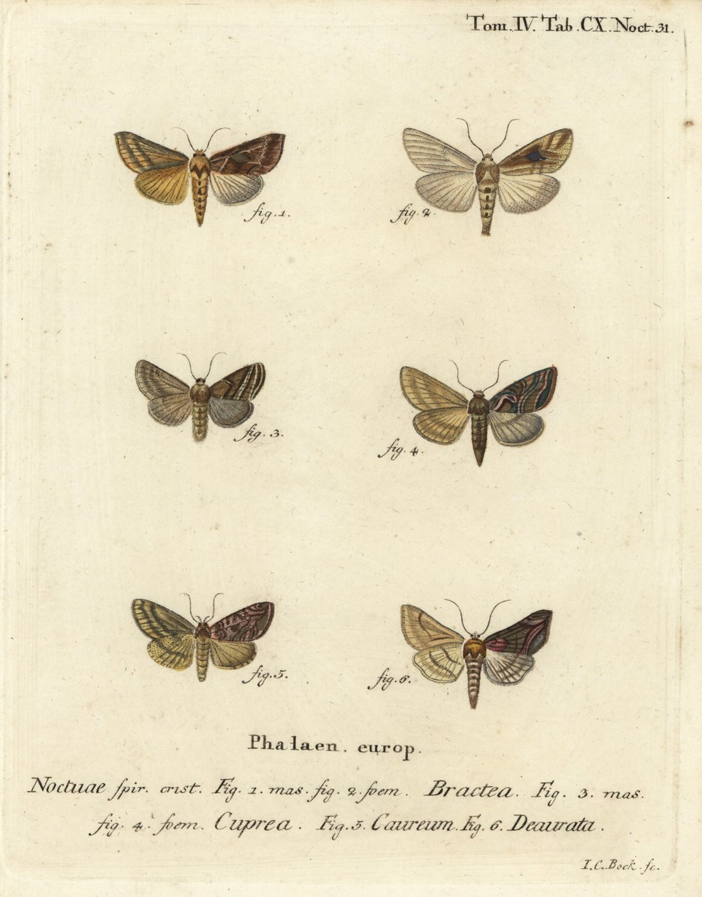 Guldspangle, Autographa bractea 1,2, Euchalcia modestoides 3,4, Lamprotes c-aureum 5 och Panchrysia deaurata 6. Handkolorerad kopparstick av Johann Carl Bock efter Eugenius Johann Christoph Espers Fjärilarna i illustrationer från naturen av Johann Carl Bock