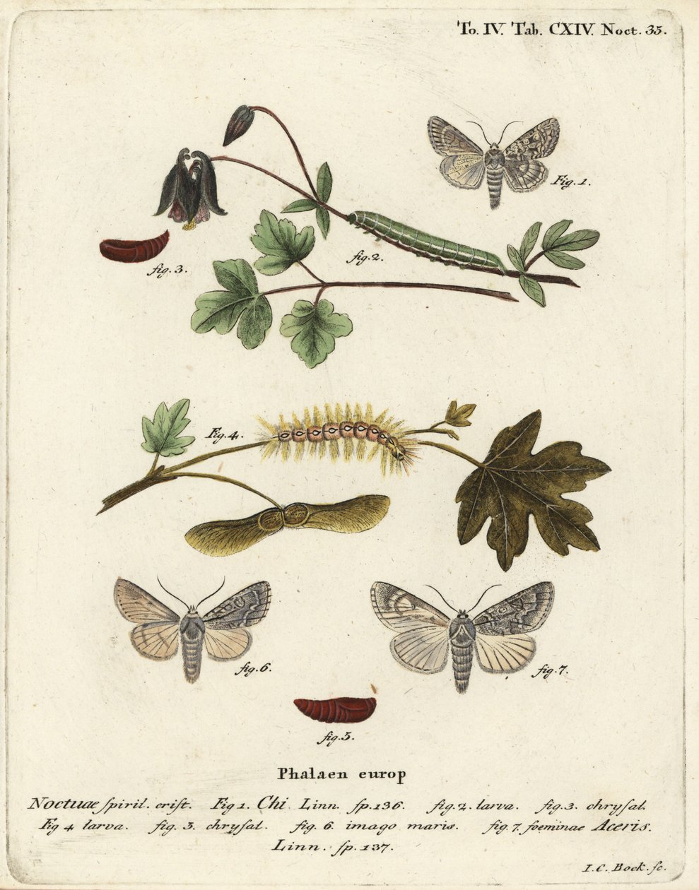 Grå chi, Antitype chi 1 och platanmal, Acronicta aceris 2-7. Handkolorerad kopparstick av Johann Carl Bock efter Eugenius Johann Christoph Espers Fjärilarna i illustrationer från naturen, Erlangen av Johann Carl Bock