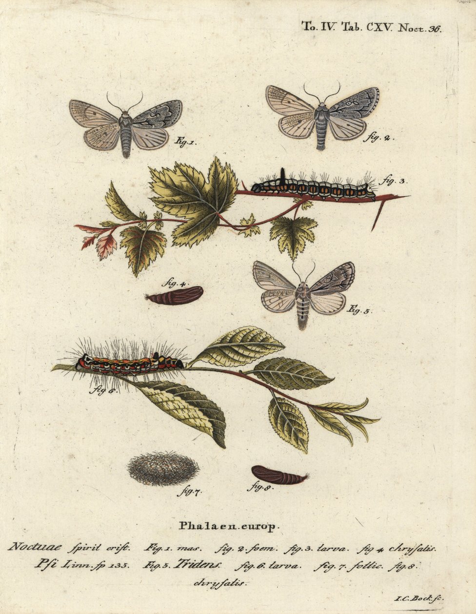 Grå dolk, Acronicta psi 1-4, och mörk dolk, Acronicta tridens 5-8. Handkolorerad kopparstick av Johann Carl Bock efter Eugenius Johann Christoph Espers Fjärilarna i illustrationer från naturen, Erlangen av Johann Carl Bock