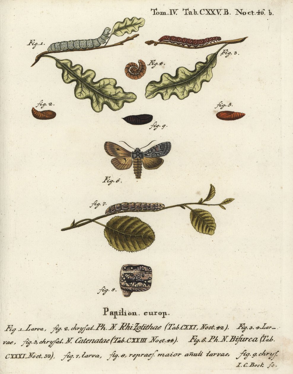 Grå axelknut, Lithophane ornitopus 1,2, volangkastanj, Agrochola helvola 3-5, konform, Lithophane furcifera 6-9. Handkolorerad kopparstick av Johann Carl Bock efter Eugenius Johann Christoph Espers Die Schmetterlinge in Abbildungen n av Johann Carl Bock