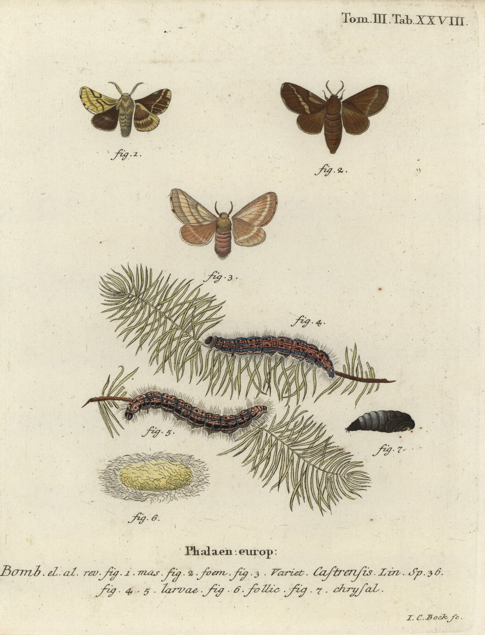 Mald lakejmal, Malacosoma castrense. av Johann Carl Bock
