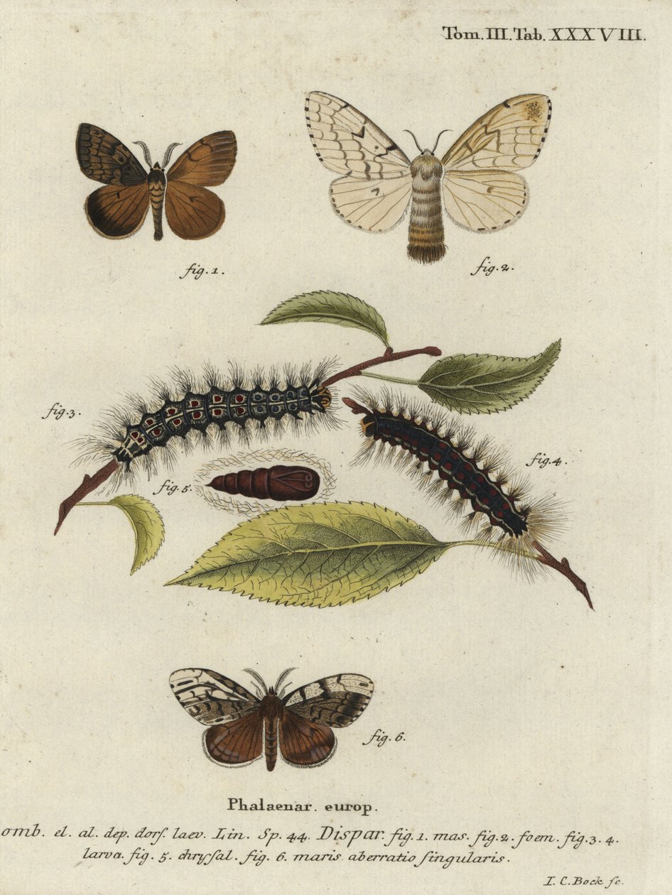 Zigensk mal, Lymantria dispar. av Johann Carl Bock