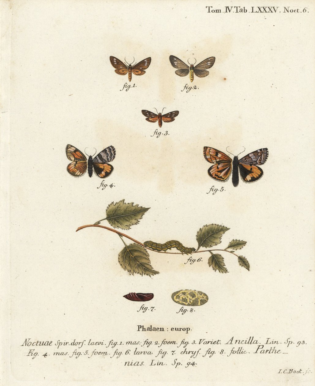 Tjänarfjäril, Dysauxes ancilla 1-3, och orange undervinge, Archiearis parthenias 4-8. Handkolorerad kopparstick av Johann Carl Bock efter Eugenius Johann Christoph Espers Fjärilarna i illustrationer från naturen, Erlangen av Johann Carl Bock