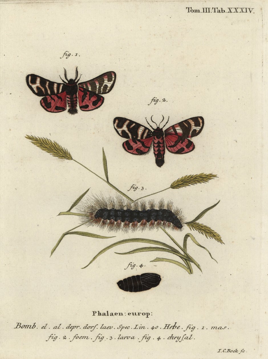Hebe tigermal, Arctia festiva. av Johann Carl Bock