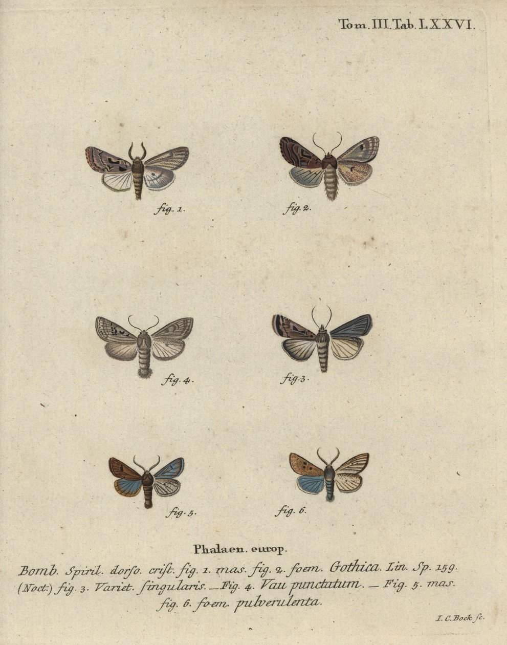 Hebreisk karaktär, svartfläckkastanj, liten kväkarfjäril, etc. av Johann Carl Bock