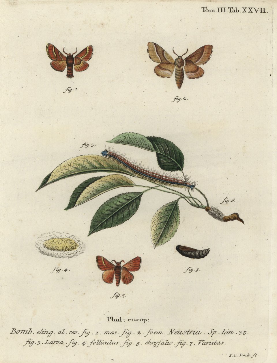 Lacky mal, Malacosoma neustria. av Johann Carl Bock