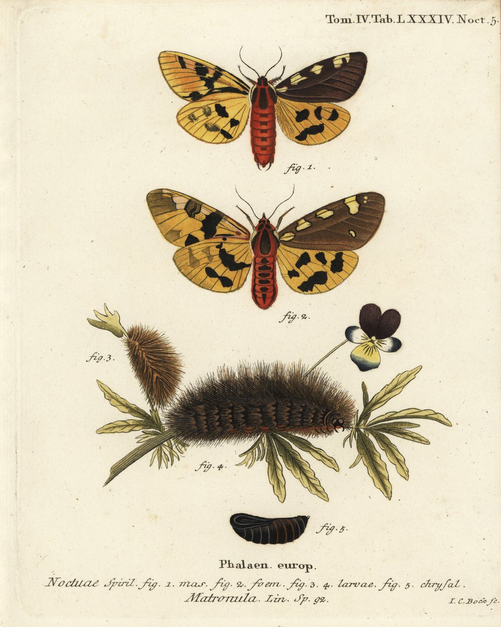 Stor tigermal, hane och hona, Pericallia matronula. Handkolorerad kopparstick av Johann Carl Bock efter Eugenius Johann Christoph Espers Fjärilarna i illustrationer från naturen, Erlangen av Johann Carl Bock