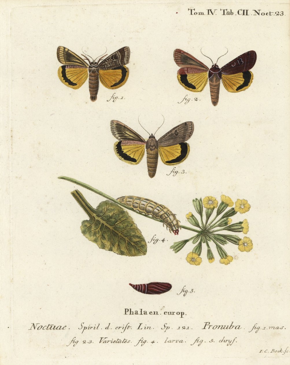 Stor gul undervinge, Noctua pronuba och sorter. Handkolorerad kopparstick av Johann Carl Bock efter Eugenius Johann Christoph Espers Fjärilarna i illustrationer från naturen, Erlangen av Johann Carl Bock