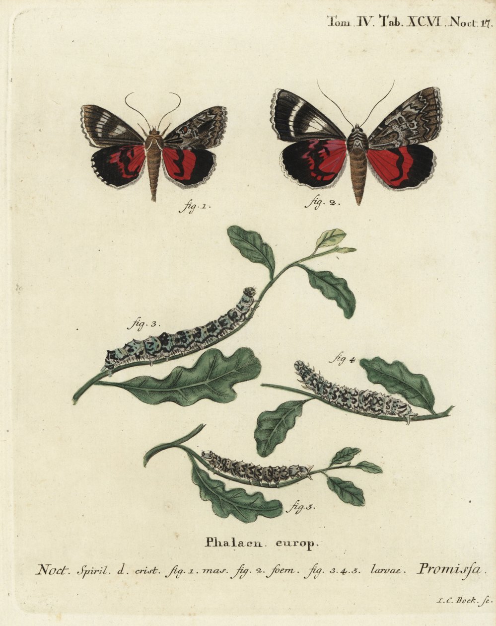 Ljus röd undervingsfjäril, Catocala promissa. Handkolorerad kopparstick av Johann Carl Bock efter Eugenius Johann Christoph Espers Fjärilarna i illustrationer från naturen, Erlangen av Johann Carl Bock