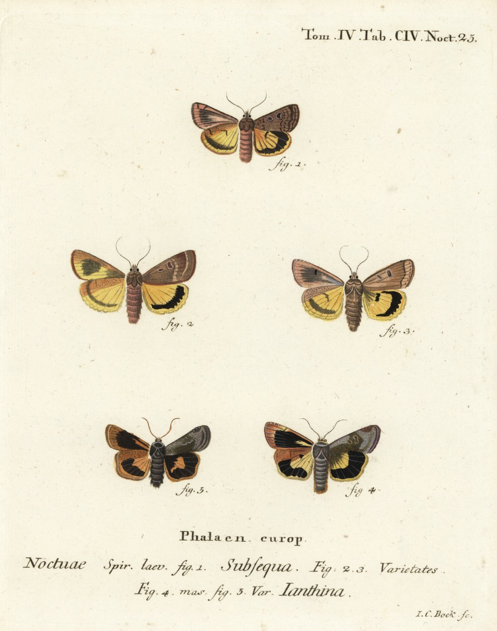 Månegul undervinge, Noctua orbona 1, og mindre bredkantet gul undervinge eller Langmaids gule undervinge, Noctua janthina 2-5. Håndkoloreret kobberstik af Johann Carl Bock efter Eugenius Johann Christoph Espers Die Schmetterlinge i Abswed av Johann Carl Bock