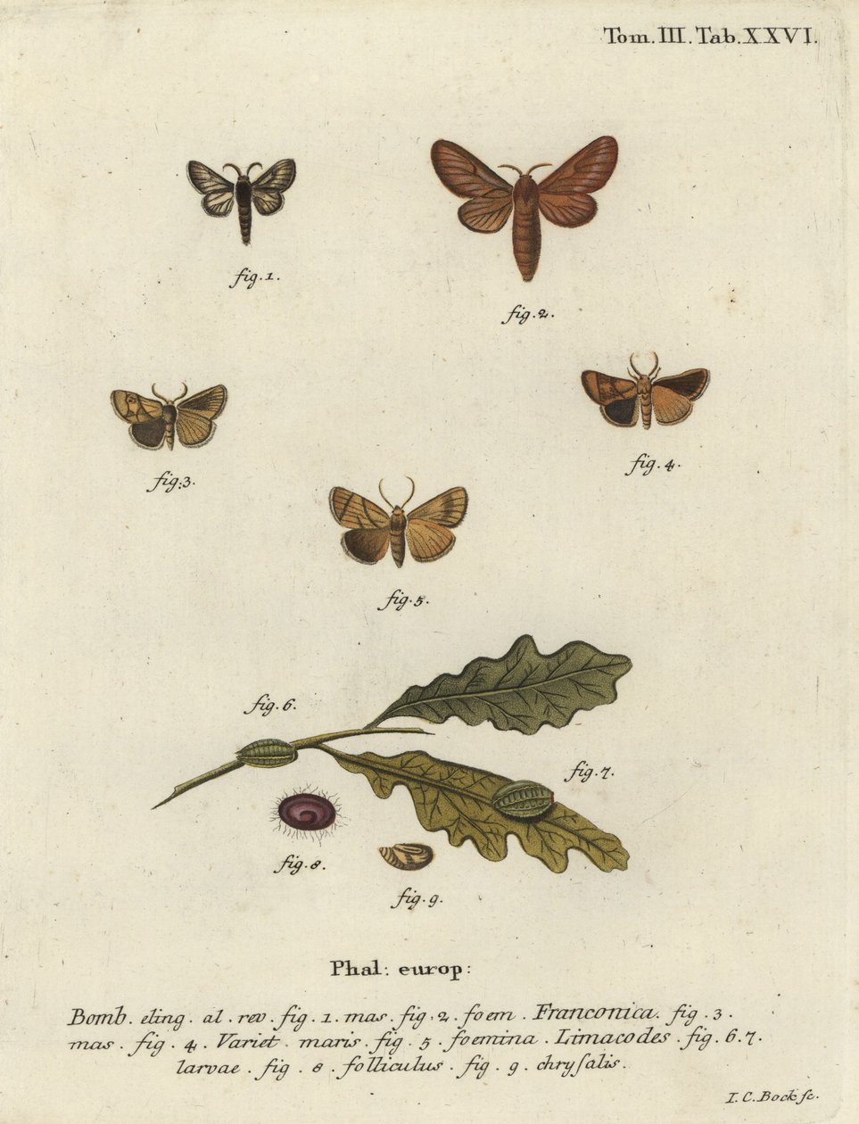 Malacosoma franconicum nattfjäril och festong, Apoda limacodes. av Johann Carl Bock