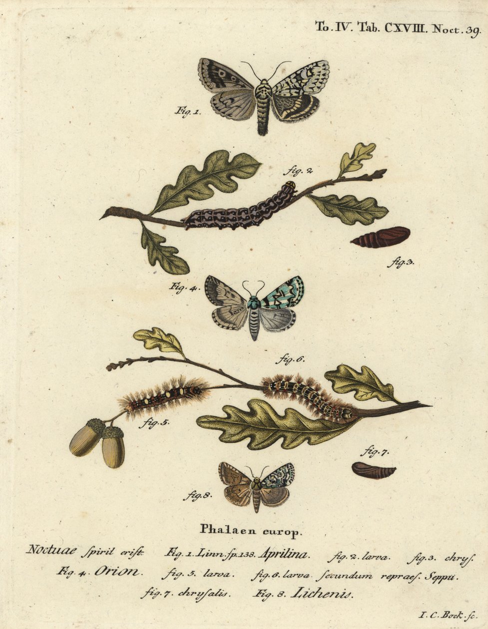 Merveille du jour, Dichonia aprilina 1-4, knapp merveille du jour, Moma alpium 5-7, och marmorgrön, Cryphia muralis 8. Handkolorerad kopparstick av Johann Carl Bock efter Eugenius Johann Christoph Espers Fjärilarna i illustrationer av Johann Carl Bock