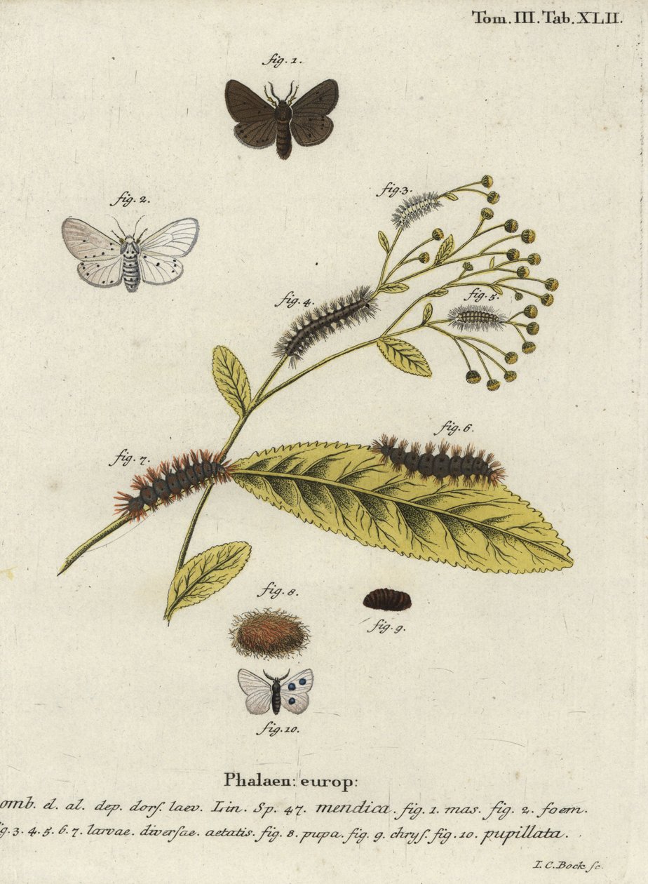 Musselmal, Diaphora mendica. av Johann Carl Bock