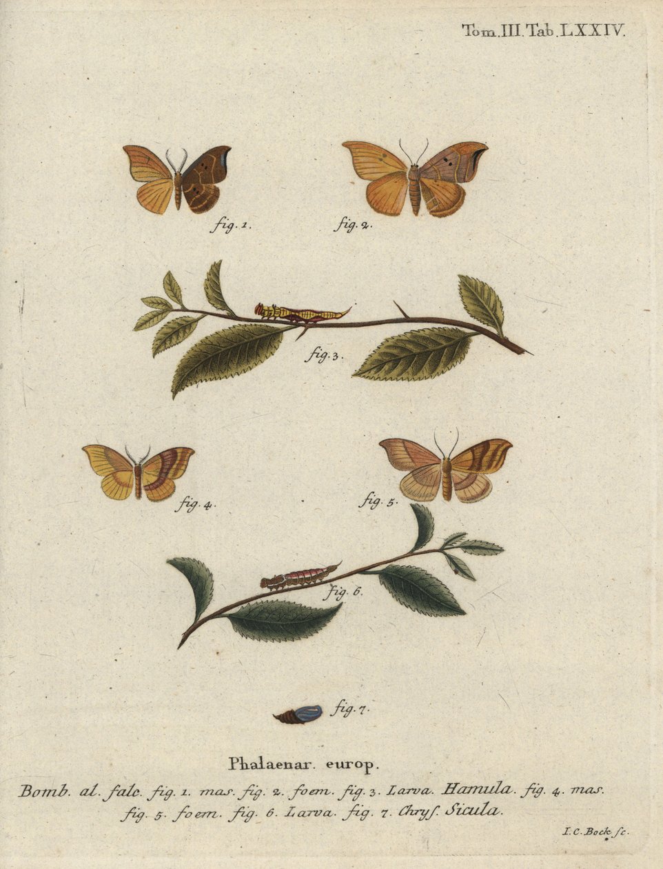 Ek-krokspets och spröjsad krokspets. av Johann Carl Bock