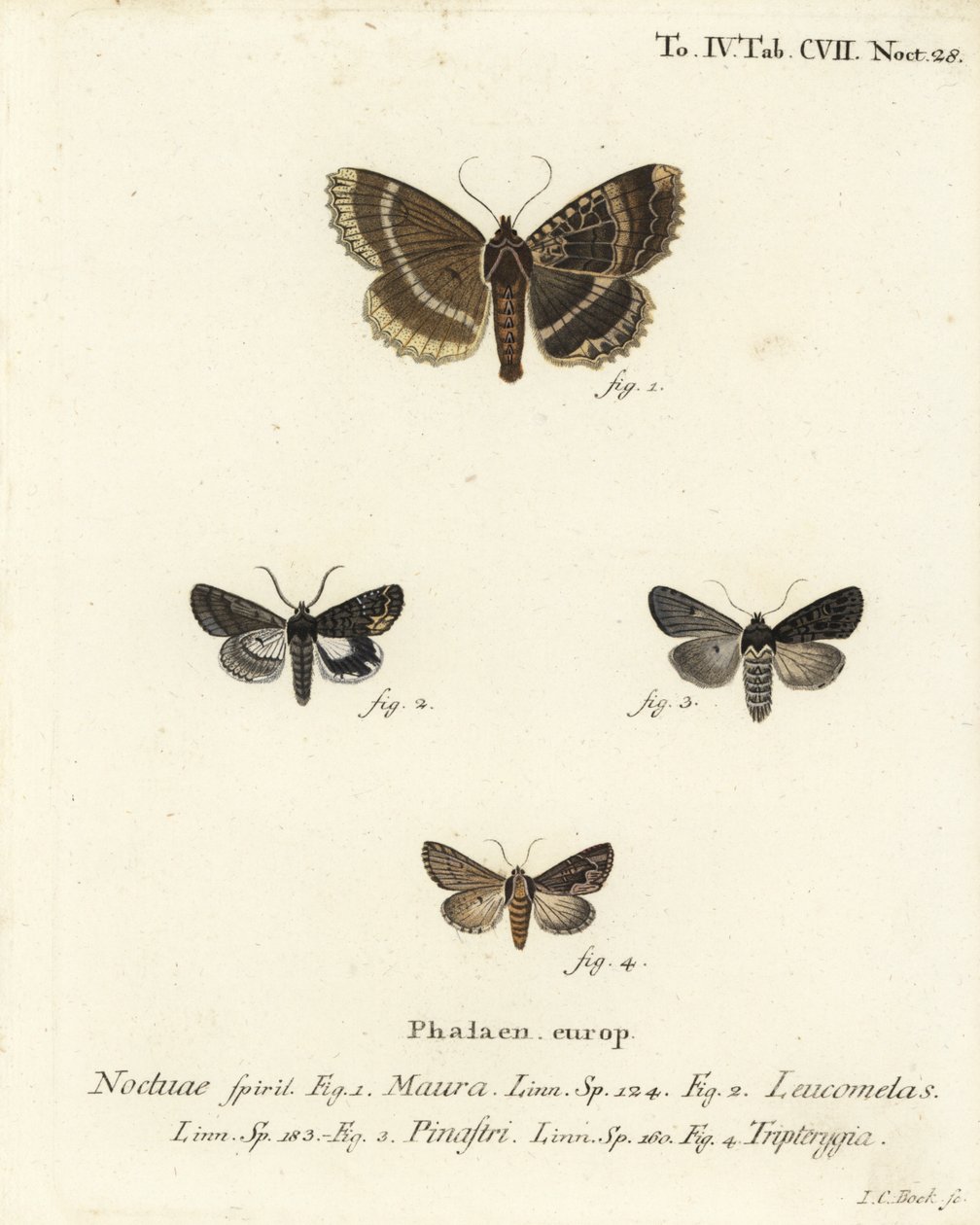 Gammal dam eller svart undervinge, Mormo maura 1, östlig alchymist, Aedia leucomelas 2 och Dypterygia scabriuscula 3,4. Handkolorerad kopparstick av Johann Carl Bock efter Eugenius Johann Christoph Espers Fjärilarna i illustrationer efter Na av Johann Carl Bock