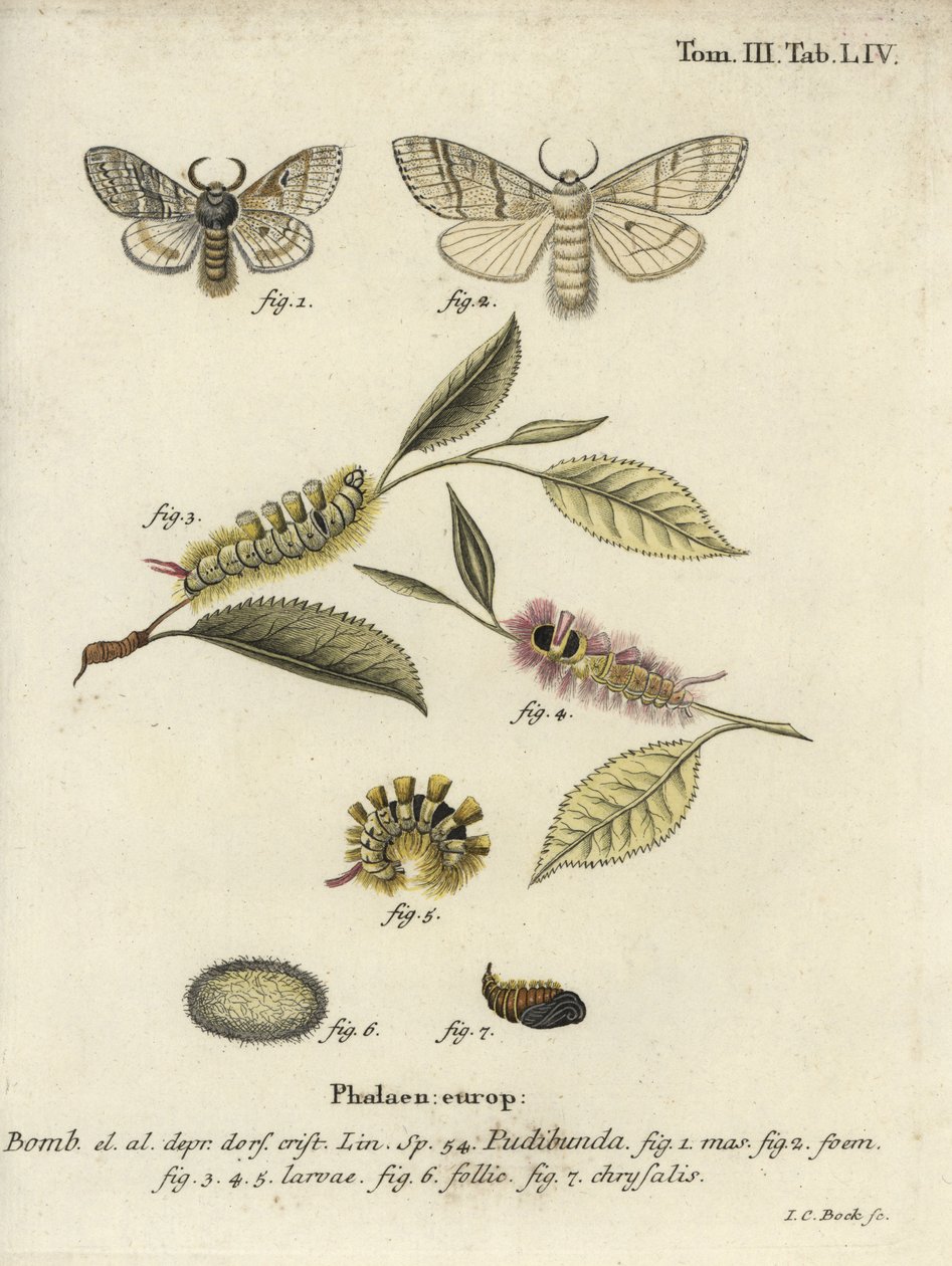 Blek tuva, Calliteara pudibunda. av Johann Carl Bock