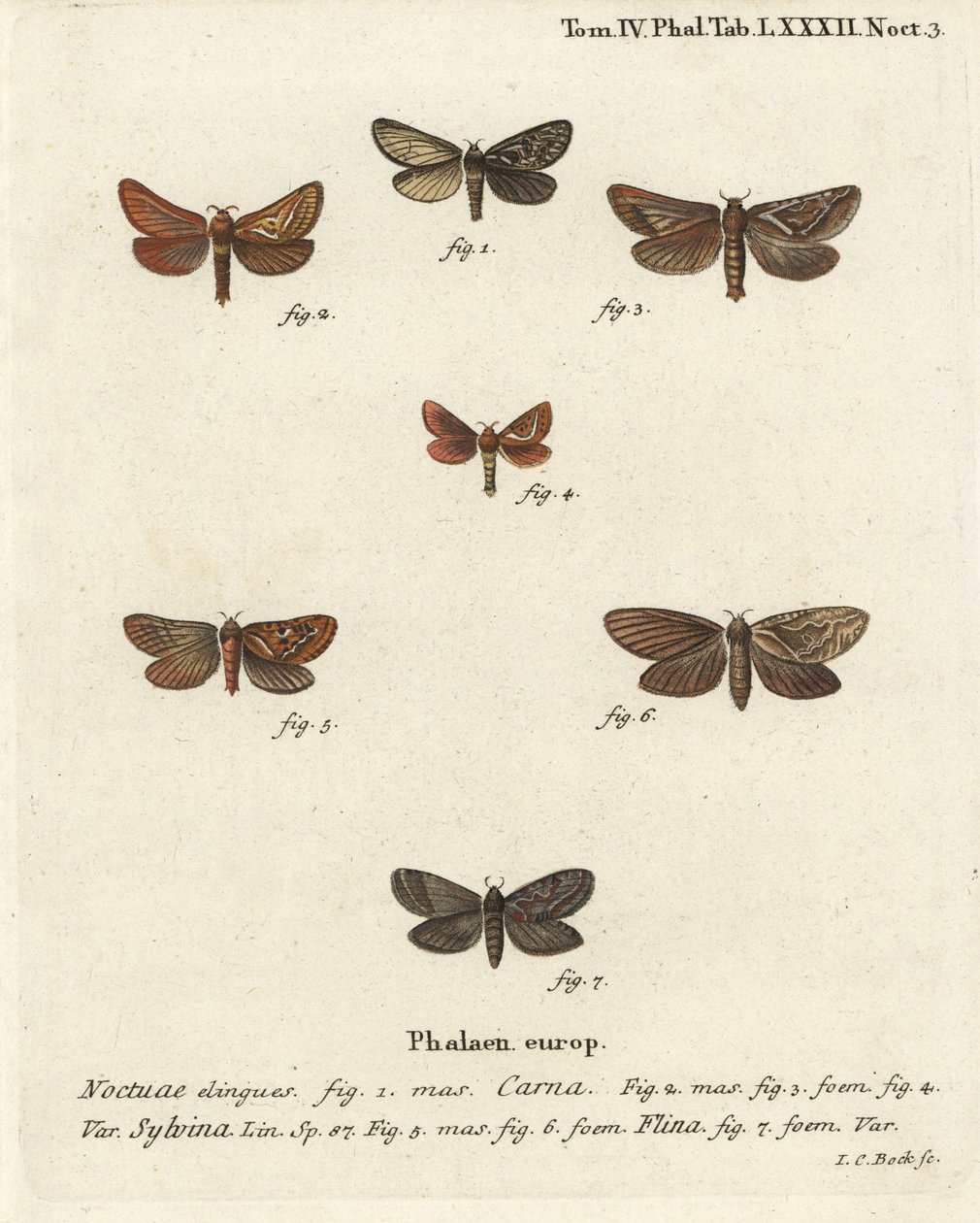 Pharmacis carna 2-4, orange swift, Triodia sylvina 5,6, och gold swift, Phymatopus hekta 7. Handkolorerad kopparstick av Johann Carl Bock efter Eugenius Johann Christoph Espers Fjärilarna i illustrationer från naturen, Erlangen av Johann Carl Bock