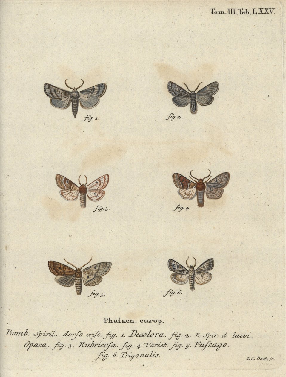 Pulveriserad quaker, röd kastanj, tegelmal, etc. av Johann Carl Bock