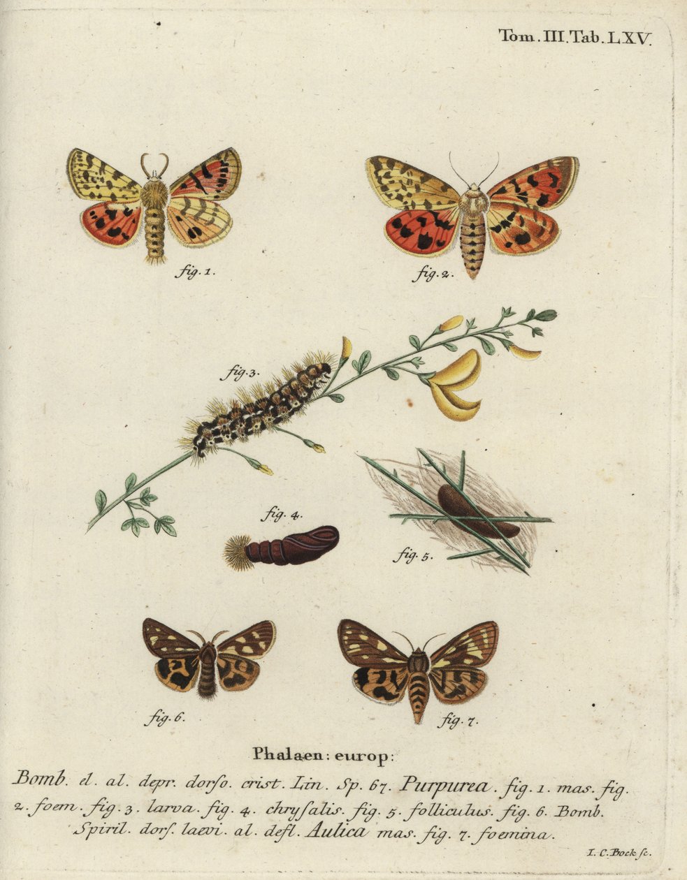 Lila tiger och brun tigermal. av Johann Carl Bock