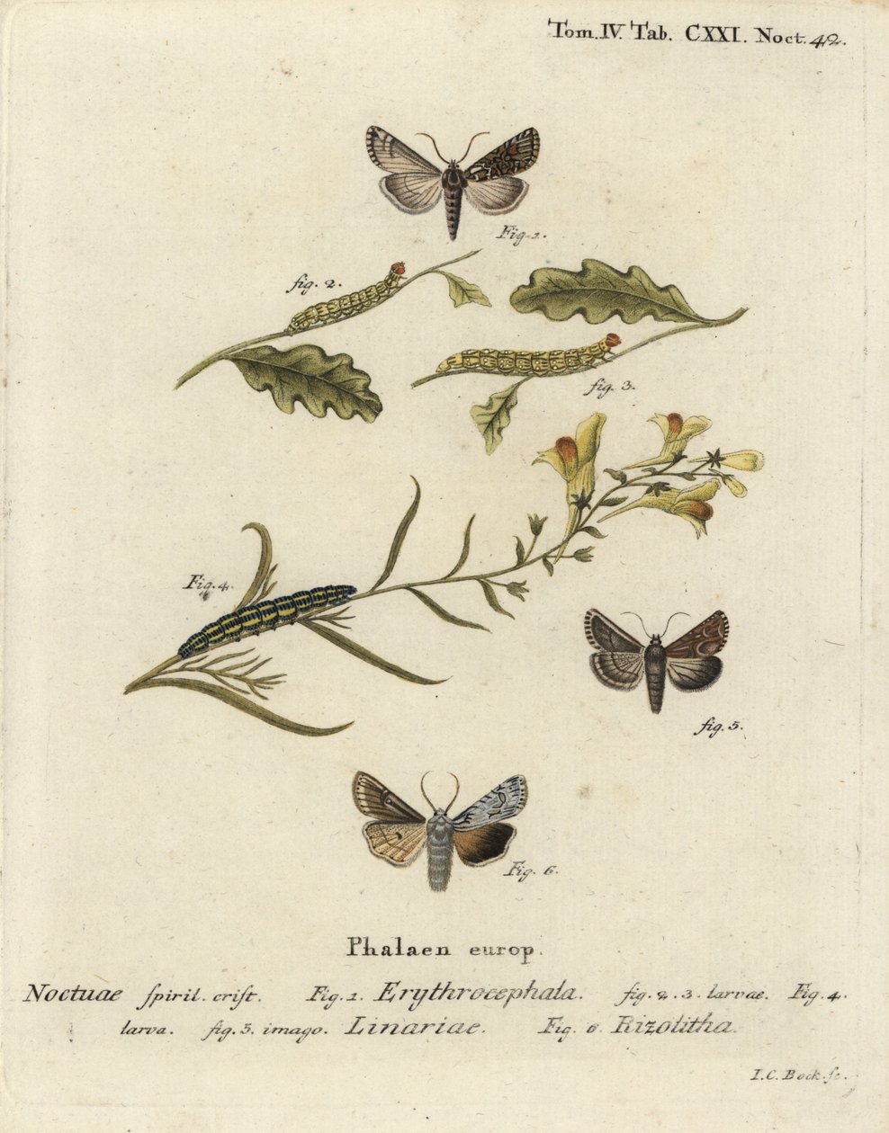 Rödhårig kastanj, Conistra erythrocephala 1-4, paddlinbrokad, Calophasia lunula 5 och grå axelknut, Lithophane ornitopus 6. Handkolorerad kopparstick av Johann Carl Bock efter Eugenius Johann Christoph Espers Die Schmetterlinge i Abb av Johann Carl Bock