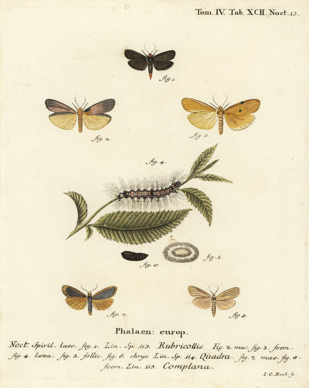 Rødhalset fodmand, Atolmis rubricollis 1,, fire-plettet fodmand, Lithosia quadra 2-6, og buff fodmand, Katha depressa 7,9. Håndkoloreret kobberstik af Johann Carl Bock efter Eugenius Johann Christoph Espers Die Schmetterlinge in Abbildungen naswed av Johann Carl Bock