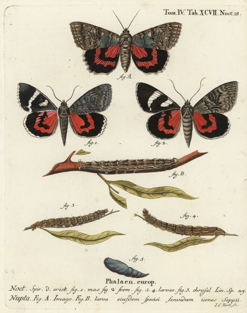 Röd undervingsfjäril, Catocala nupta. Handkolorerad kopparstick av Johann Carl Bock efter Eugenius Johann Christoph Espers Fjärilarna i illustrationer från naturen, Erlangen av Johann Carl Bock