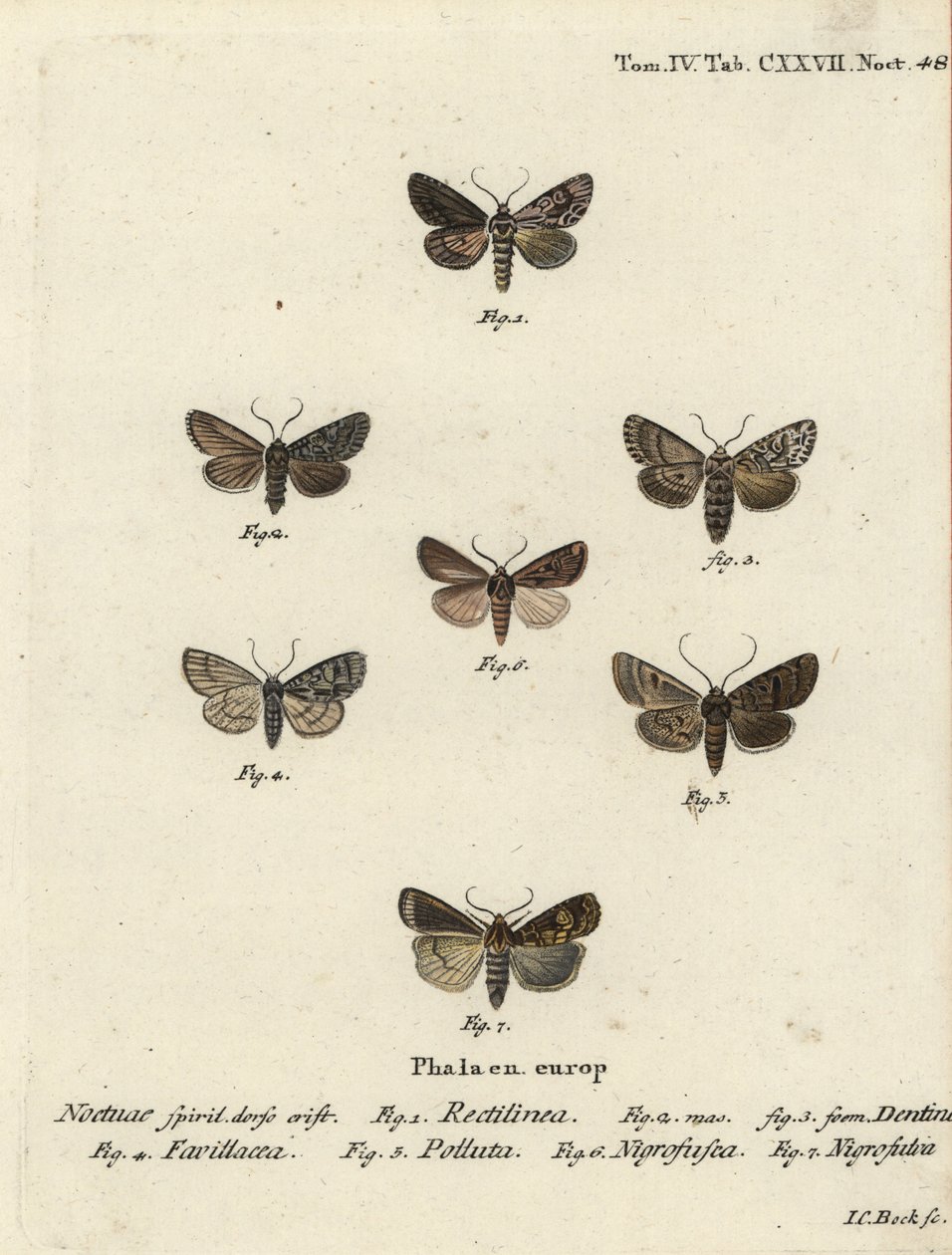 Saxon moth, Hyppa rectilinea 1, saxmal, Hada plebeja 2,3, kärrdolk, Acronicta strigosa 4, brunfläckig pinion, Agrochola litura 5, vitlinjepil, Euxoa nigrofusca 6, Opigena polygona 7. Handkolorerad kopparstick gravyr Carl Bock efter av Johann Carl Bock