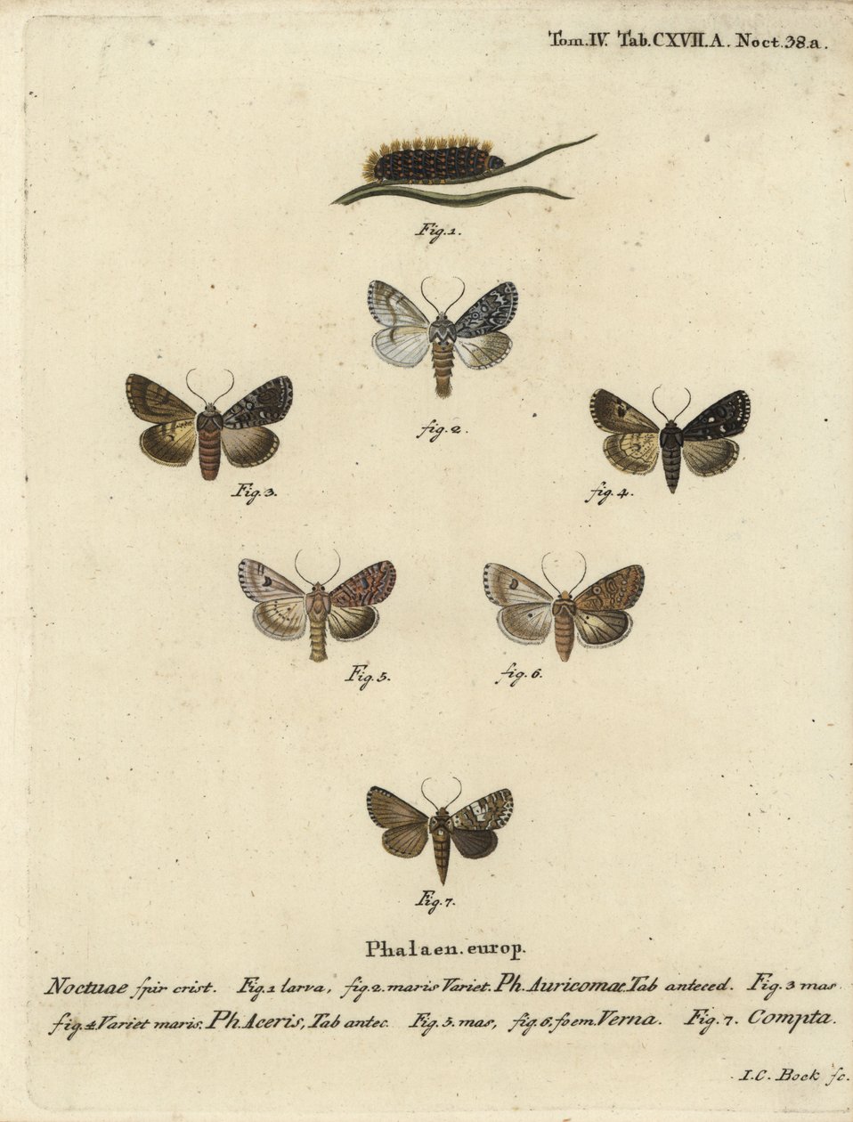 Knapp dolk, Acronicta auricoma 1-3, platanfjäril, Acronicta aceris, muskotmal 4,5, Hadula trifolii 6 och varierad krona, Hadena compta 7. Handkolorerad kopparstick av Johann Carl Bock efter Eugenius Johann Christoph Esperlings Die Schmetterling av Johann Carl Bock