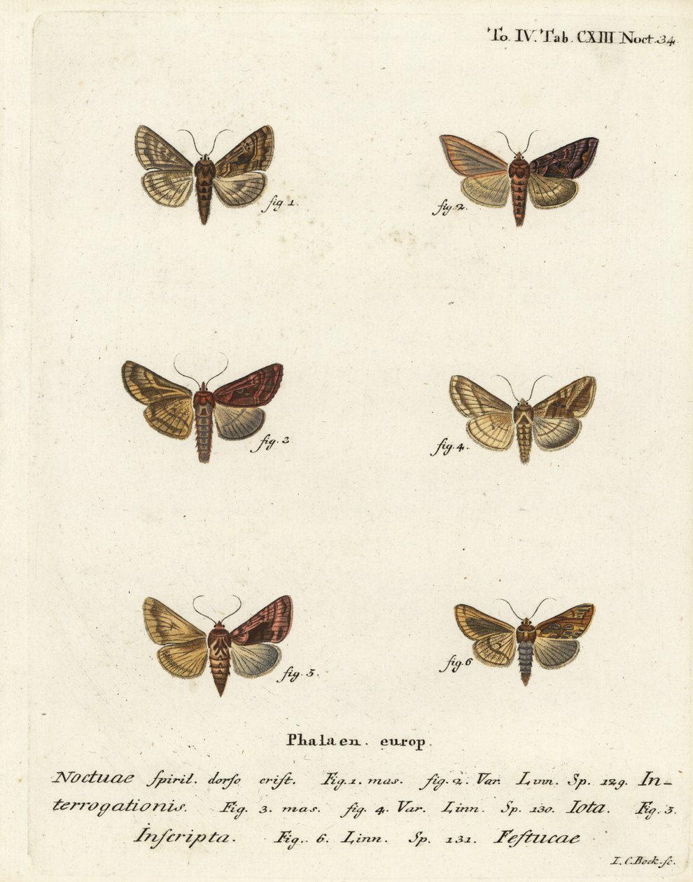 Knappt silver Y, Syngrapha interrogationis 1,2, slätt gyllene Y, Autographa jota 3-5, guldfläck, Plusia festucae 6. Handkolorerad kopparstick av Johann Carl Bock efter Eugenius Johann Christoph Espers Fjärilarna i illustrationer baserade på Nat. av Johann Carl Bock
