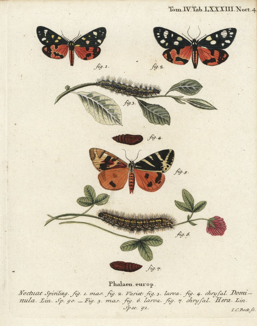 Scarlet tigermal, Callimorpha dominula 1-4, och Jersey tigermal, Euplagia quadripunctaria 5-7. Handkolorerad kopparstick av Johann Carl Bock efter Eugenius Johann Christoph Espers Fjärilarna i illustrationer från naturen, Erlangen av Johann Carl Bock
