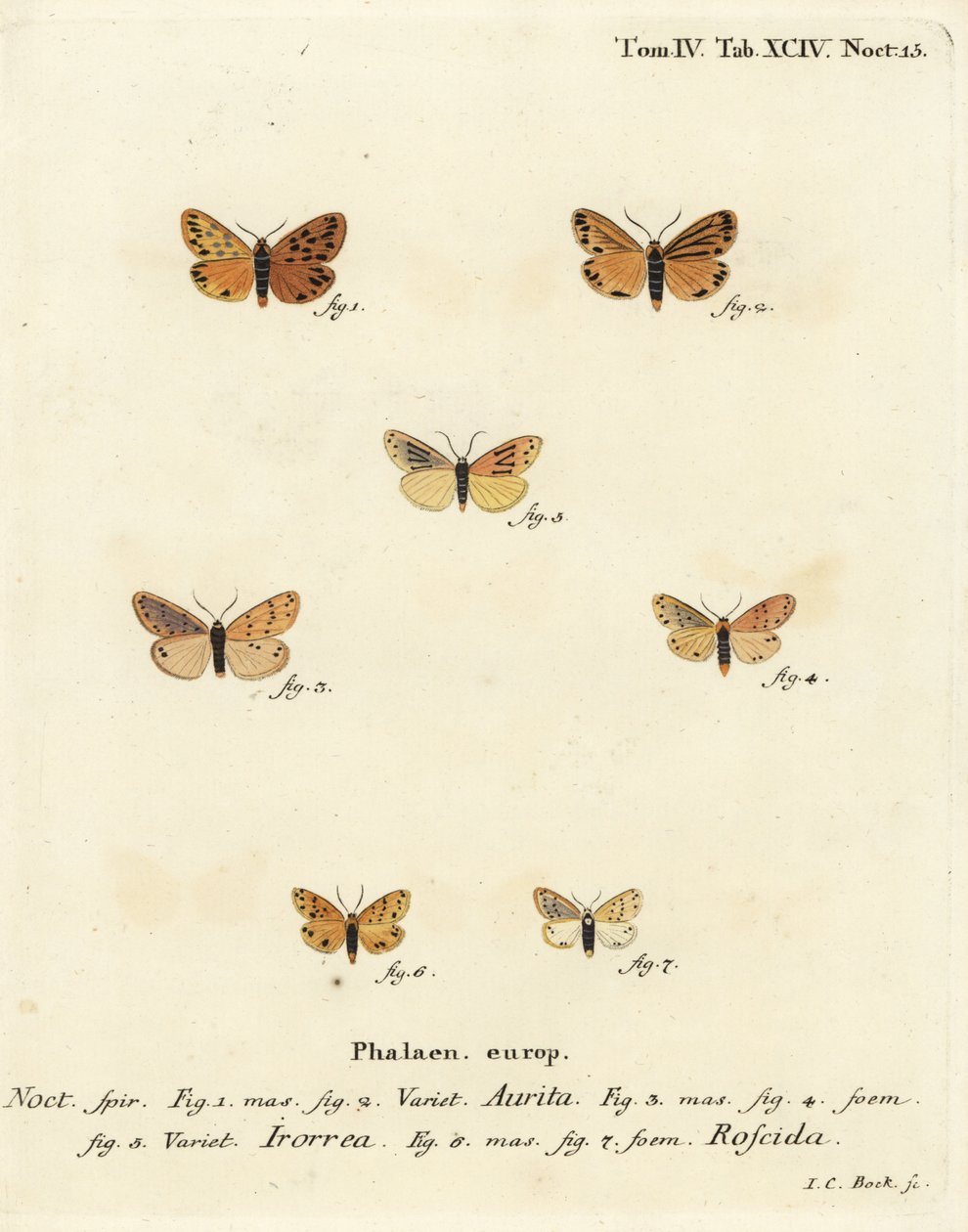 Setina aurita moth 1,2, daggmal, Setina irrorella 3-5, och Setina roscida moth 6,7. Handkolorerad kopparstick av Johann Carl Bock efter Eugenius Johann Christoph Espers Fjärilarna i illustrationer från naturen, Erlangen av Johann Carl Bock