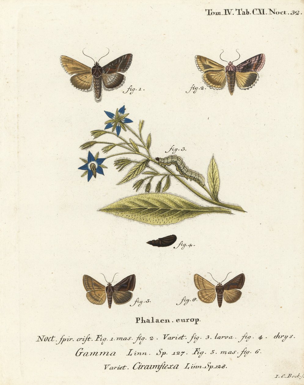 Silver Y moth, Autographa gamma 1-4 och Essex Y moth, Cornutiplusia circumflexa 5,6. Handkolorerad kopparstick av Johann Carl Bock efter Eugenius Johann Christoph Espers Fjärilarna i illustrationer från naturen, Erlangen av Johann Carl Bock
