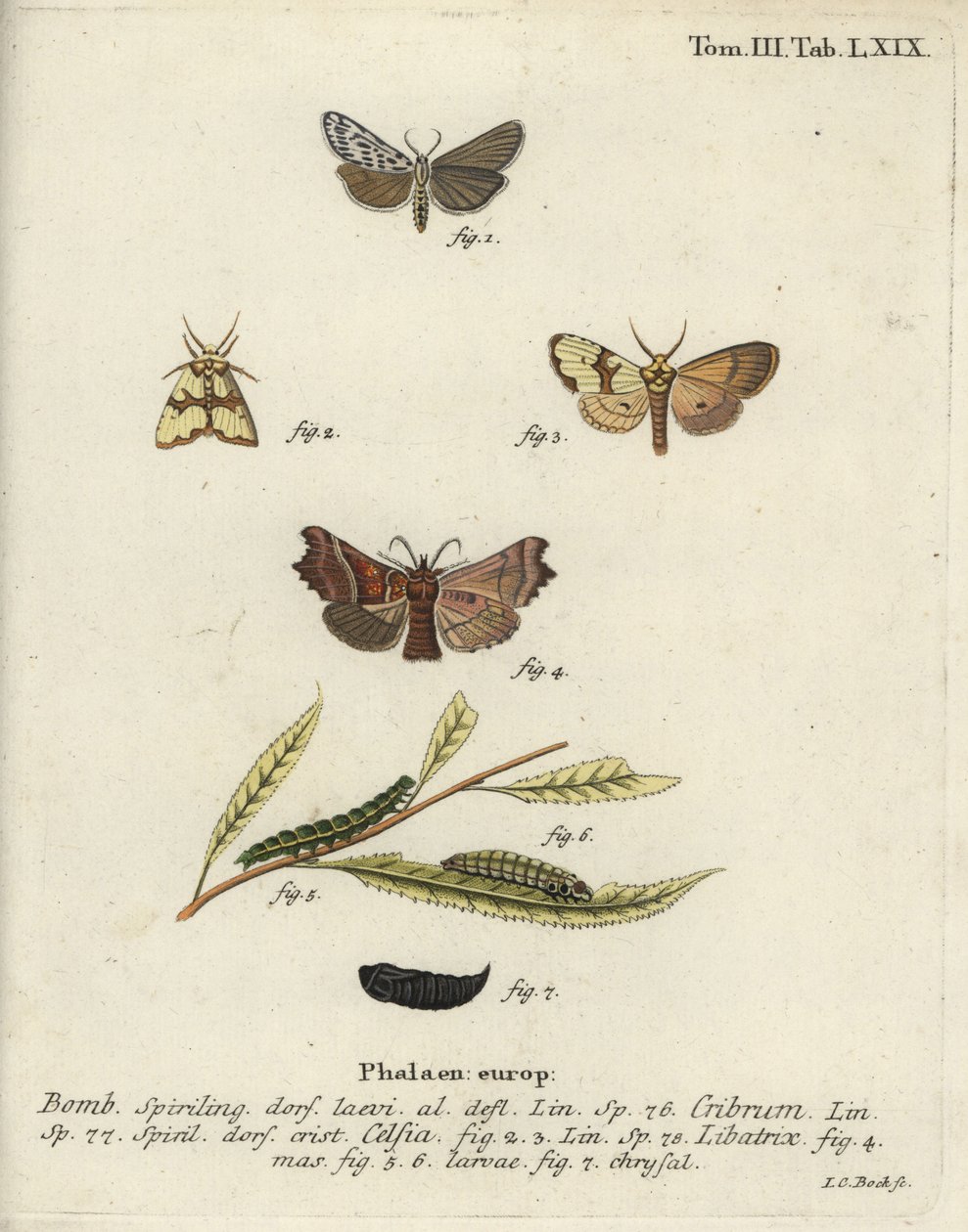 Spräcklig fotman, Staurophora celsia och heraldmal. av Johann Carl Bock