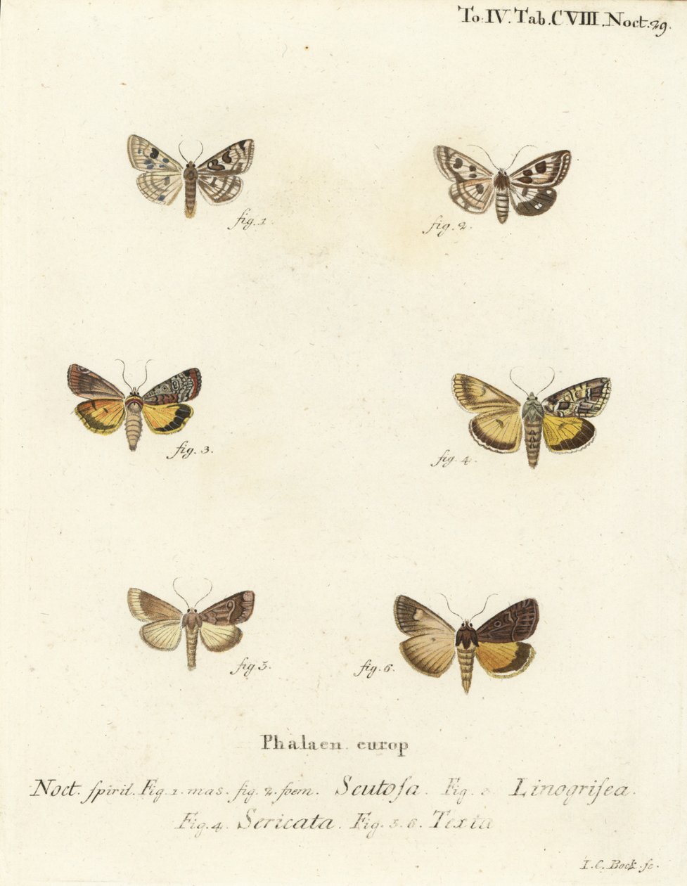 Fläckig klöver, Schinia scutosa 1,2, Epilecta linogrisea 3, Guernsey undervinge, Polyphaenis sericata 4 och halmundervinge, Thalpophila matura 5,6. Handkolorerad kopparstick av Johann Carl Bock efter Eugenius Johann Christoph Espers Die Schmette av Johann Carl Bock