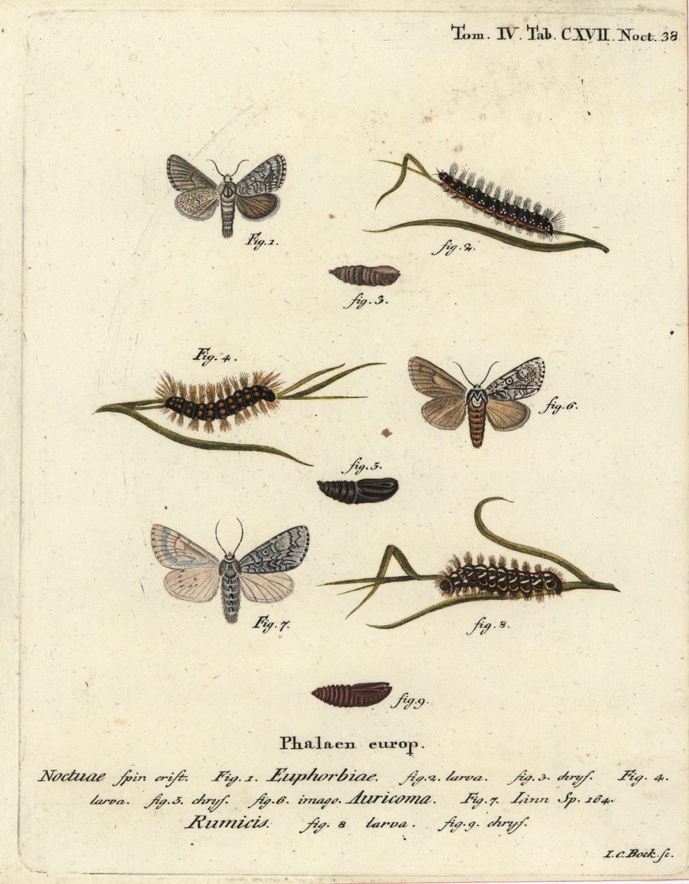 Söt kulingfjäril, Acronicta euphorbiae 1-5, knapp dolk, Acronicta auricoma 6, och knutgräsmal, Acronicta rumicis 7-9. Handkolorerad kopparstick av Johann Carl Bock efter Eugenius Johann Christoph Espers Die Schmetterlinge i Abbildungen nac av Johann Carl Bock