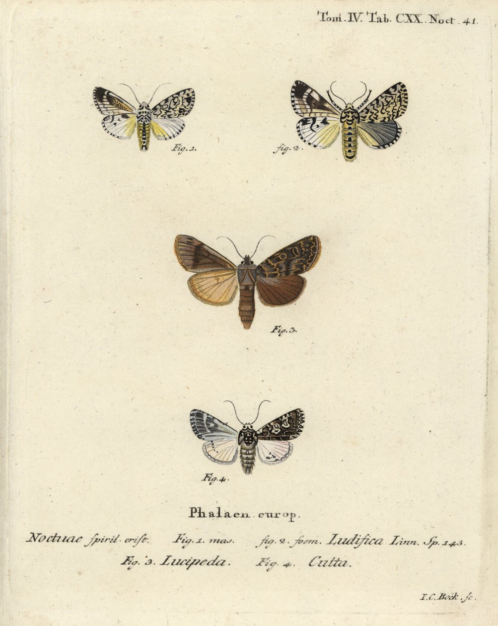 Trichosea ludifica 1,2, sydlig rustik, Rhyacia lucipeta 3 och Lamprosticta culta 4. Handkolorerad kopparstick av Johann Carl Bock efter Eugenius Johann Christoph Espers Fjärilarna i illustrationer efter naturen, Erlangen av Johann Carl Bock