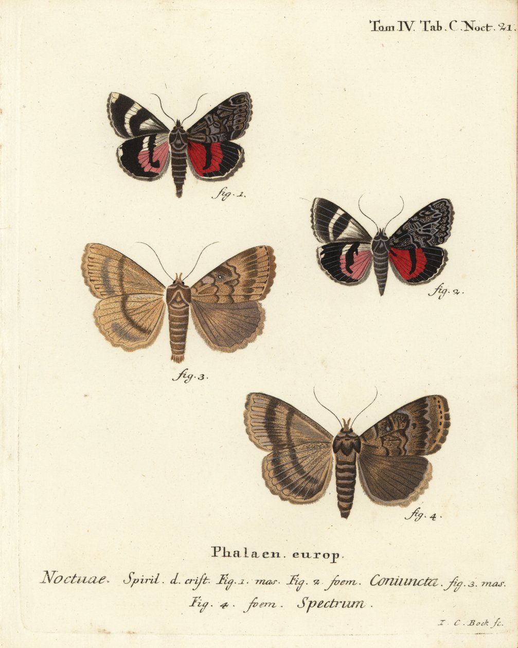 Undervingsfjäril, Catocala coniuncata 1,2 och Apopestes spectrum 3,4. Noctuae kombinerade, Noctuae spöke. Handkolorerad kopparstick av Johann Carl Bock efter Eugenius Johann Christoph Espers Die Schmetterlinge in Abbildungen nach der Natur, Erlangen av Johann Carl Bock