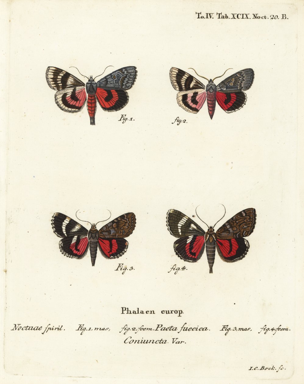 Undervingsfjärilar, Catocala pacta och Catocala coniuncta. Handkolorerad kopparstick av Johann Carl Bock efter Eugenius Johann Christoph Espers Fjärilarna i illustrationer från naturen, Erlangen av Johann Carl Bock