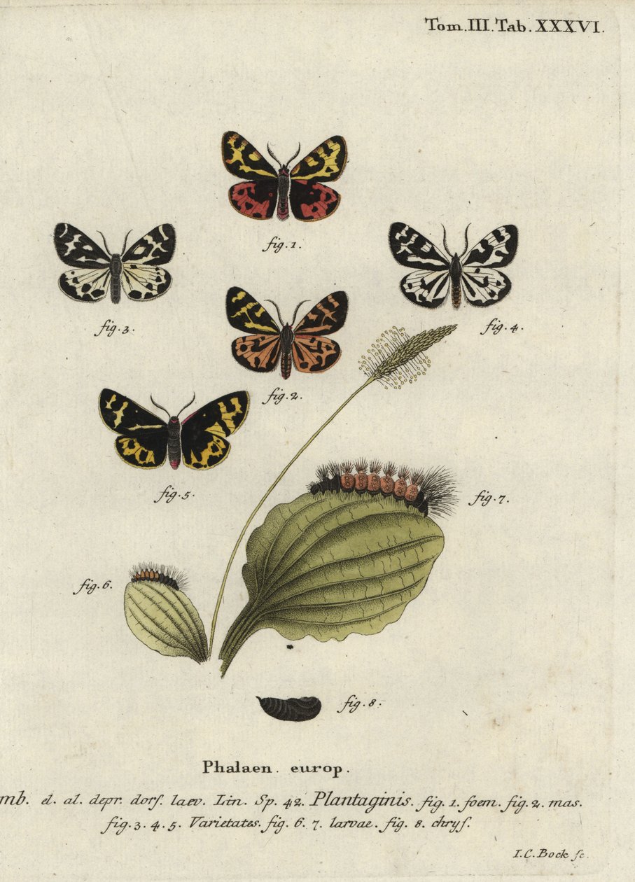 Trätigermal, Parasemia plantaginis. av Johann Carl Bock
