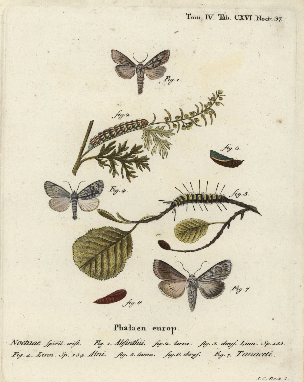 Malörtsmal, Cucullia absinthii 1-3, almal, Acronicta alni 4-6, och Cucullia tanaceti 7. Handkolorerad kopparstick av Johann Carl Bock efter Eugenius Johann Christoph Espers Fjärilarna i illustrationer efter naturen, Erlangen av Johann Carl Bock