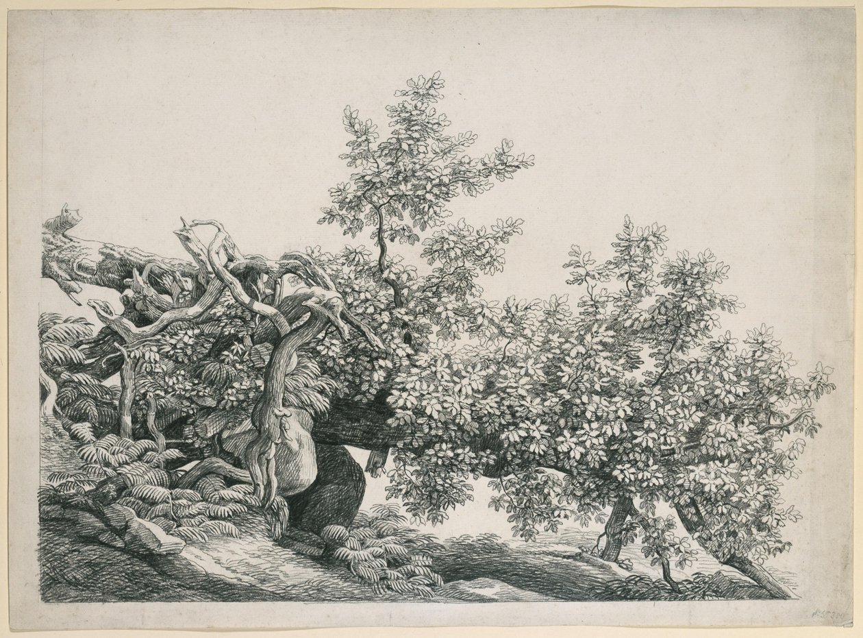 Trädstudie. Kullfallen stam med blottade rötter av Johann Christian Reinhart