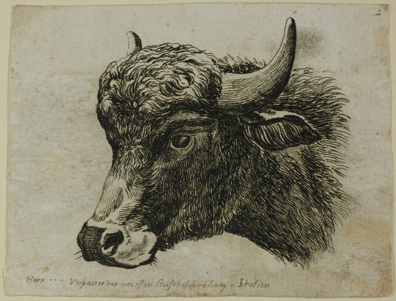 Buffalo Head Facing Left, från Die Zweite Thier Folge av Johann Christian Reinhart