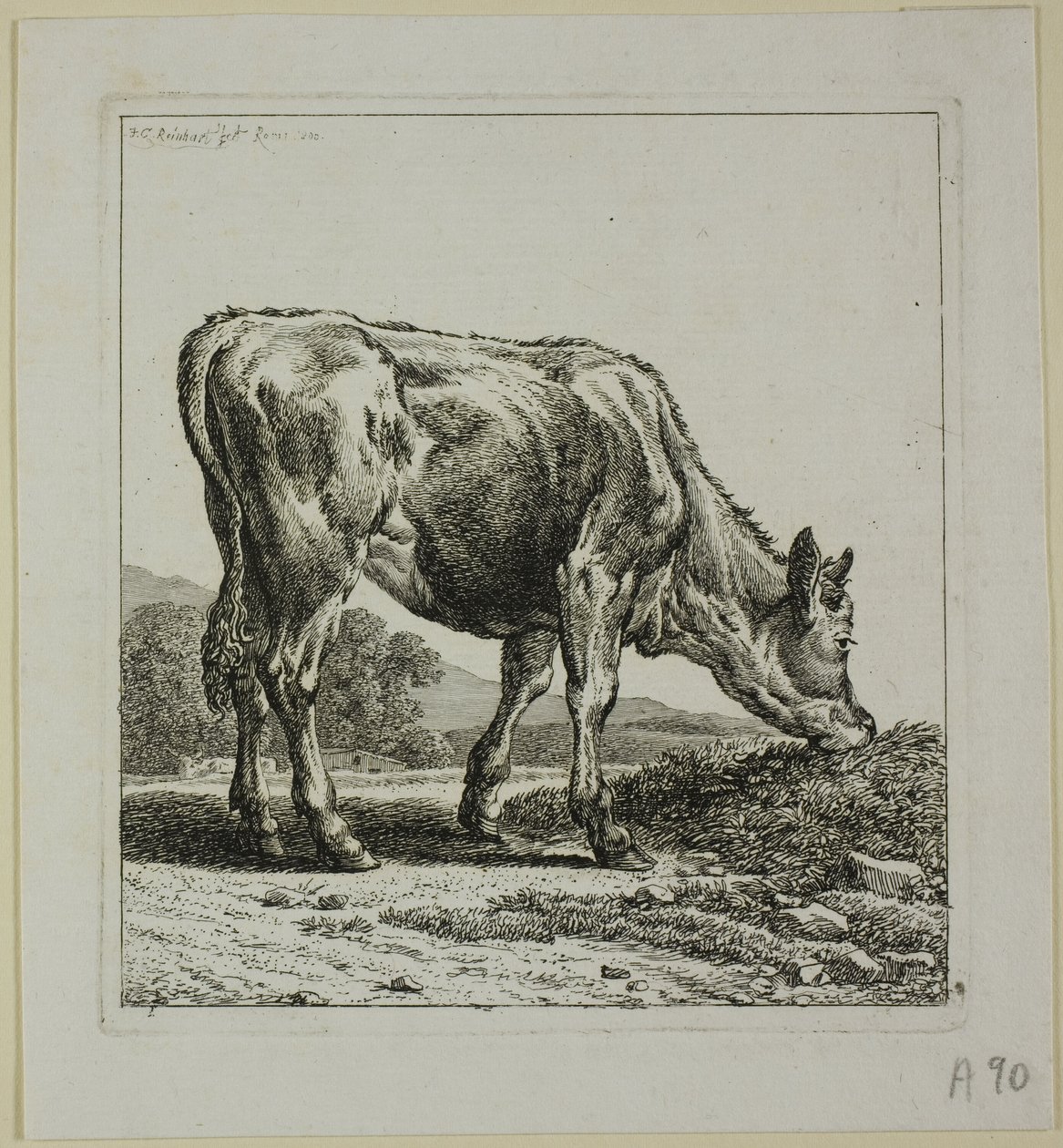 Calf Feeding, från Die Zweite Thiernahme av Johann Christian Reinhart