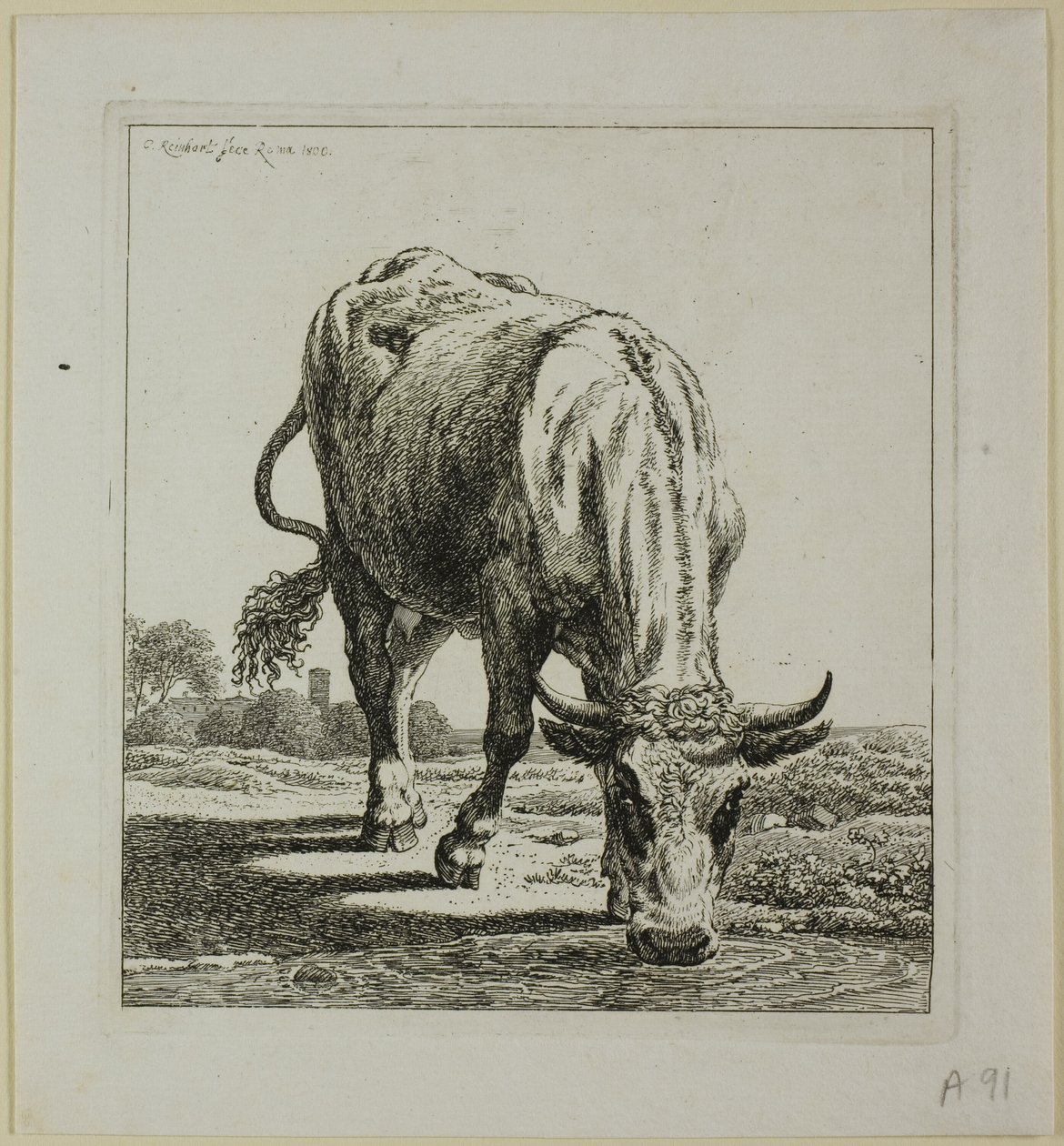 Cow Drinking, från Die Zweite Thiernahme av Johann Christian Reinhart