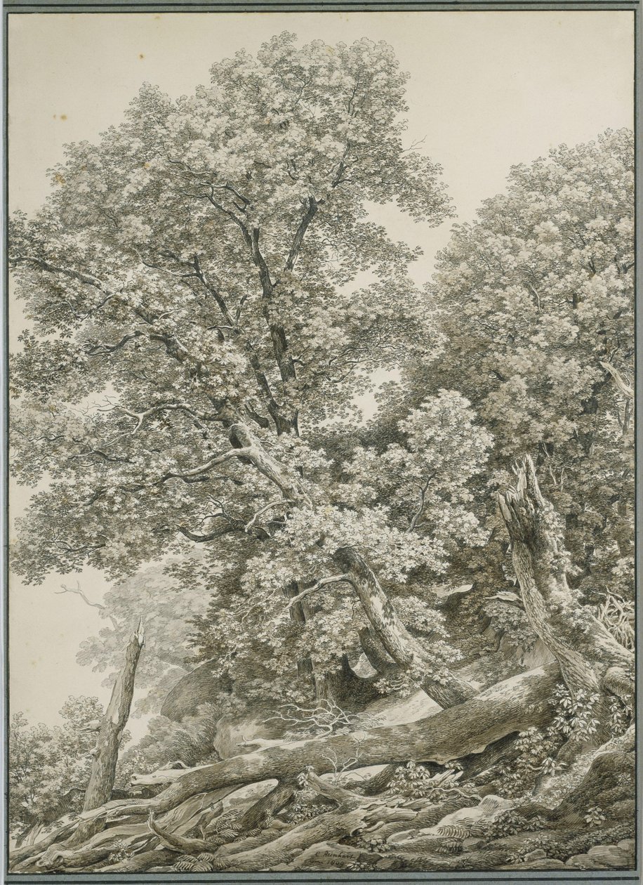 Stor trädstudie av Johann Christian Reinhart