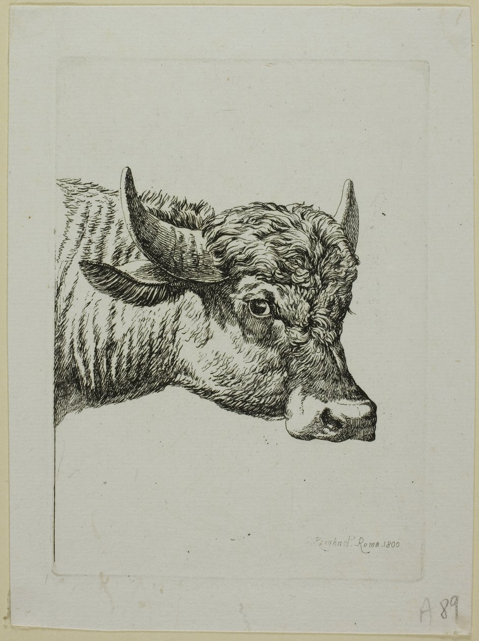 Head of a Buffalo, från Die Zweite Thiernahme av Johann Christian Reinhart