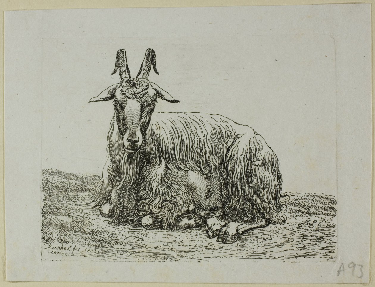 Liggande get, från Die Zweite Thiernahme av Johann Christian Reinhart