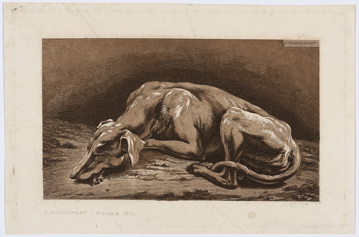 Sovande vinthund av Johann Christian Reinhart