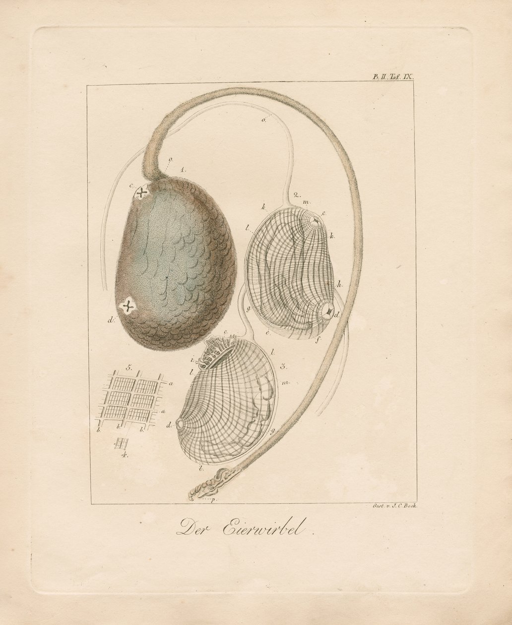 Äggstrukturen (kopparstick i kolorit) av Johann Christoph Bock