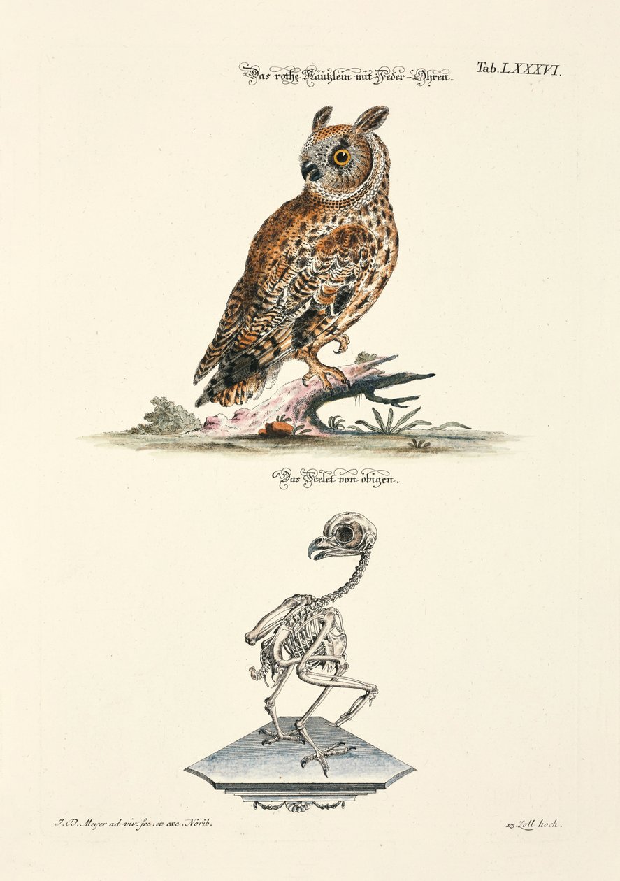 Slaguggla och dess skelett av Johann Daniel Meyer